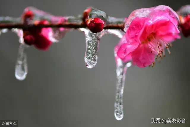 关于梅的诗句大全 梅雪争春未肯降，骚人阁笔费评章图片