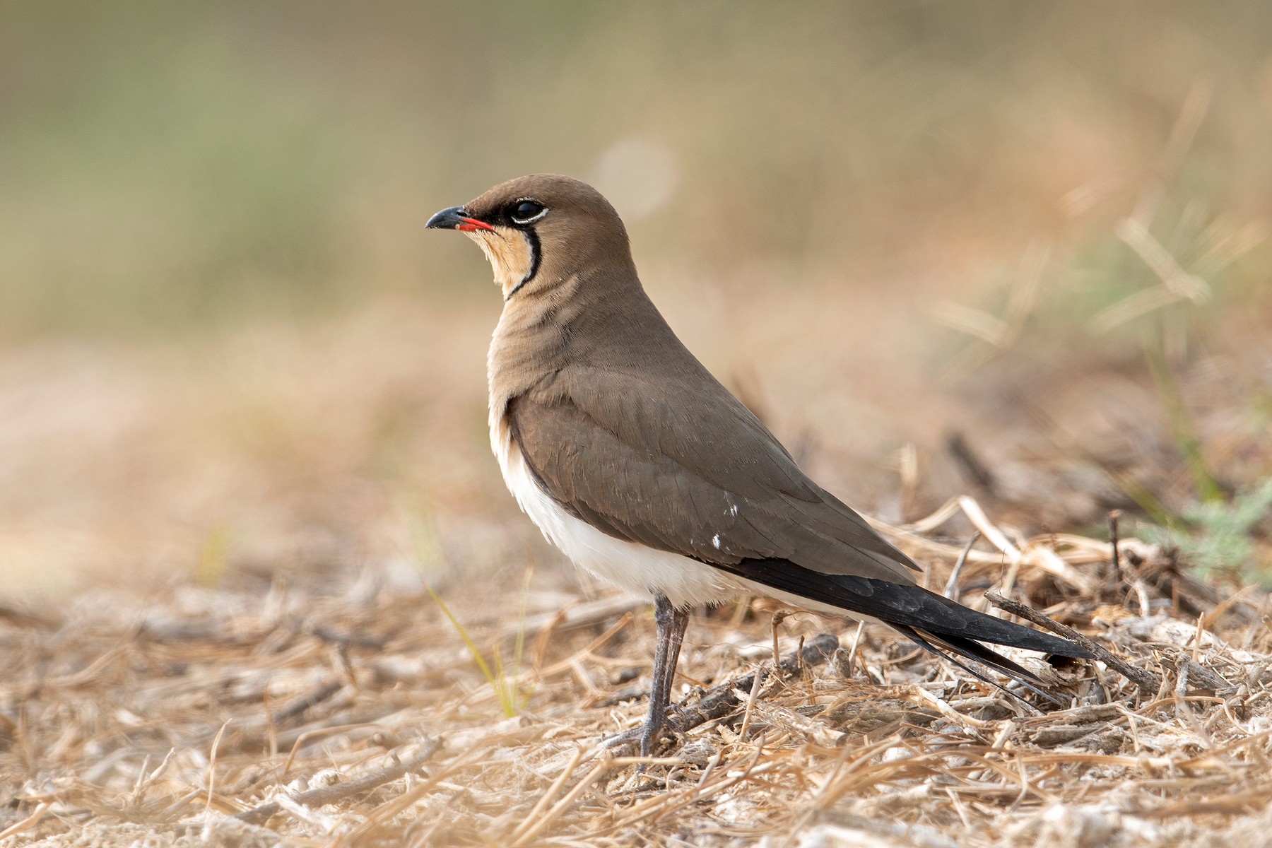 我不叫喂，我是艾利斯頓商學院的領燕鴴