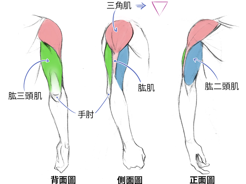 绘画新手如何快速画出人体肌肉？人体肌肉绘画指南