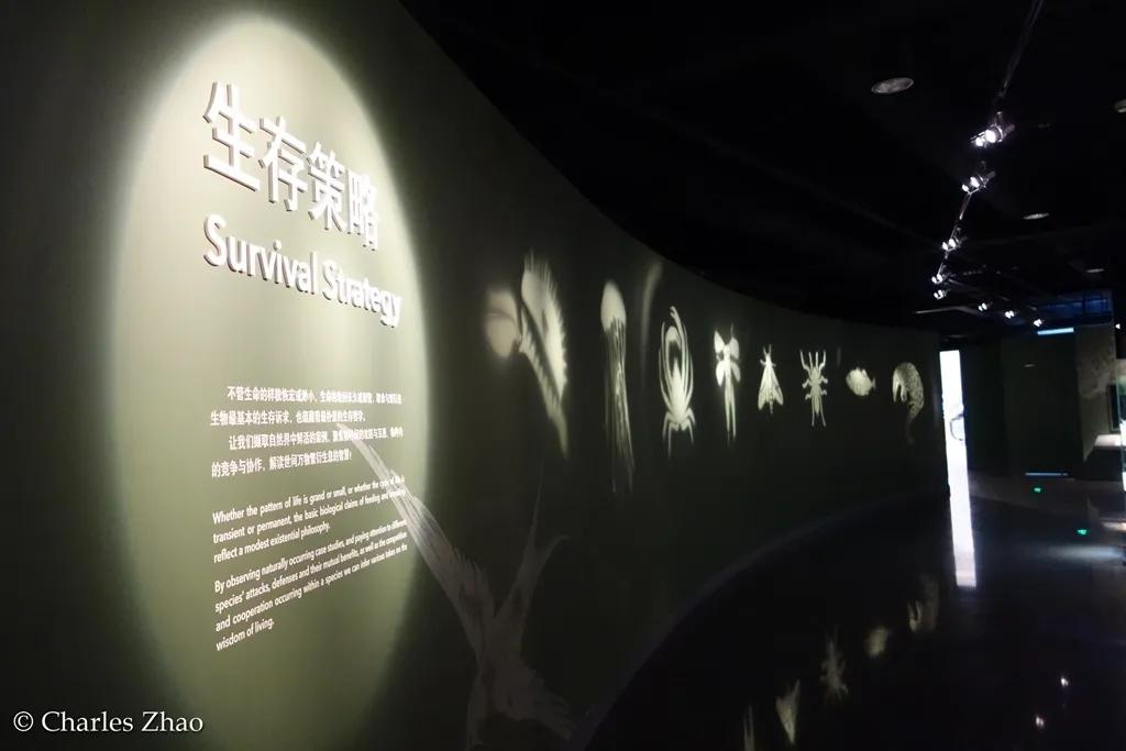 上海自然博物馆——80后的年代记忆，00后的自然之窗