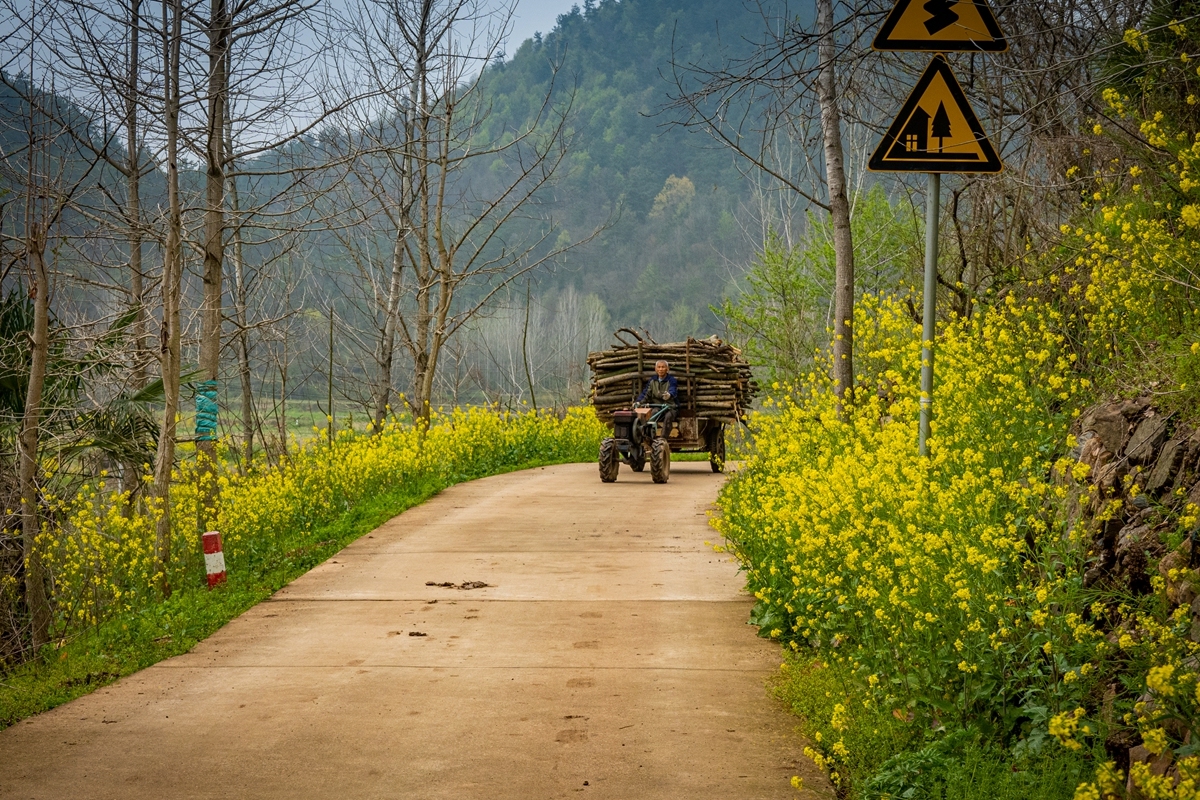 快来看！阳春三月的乡村美如画