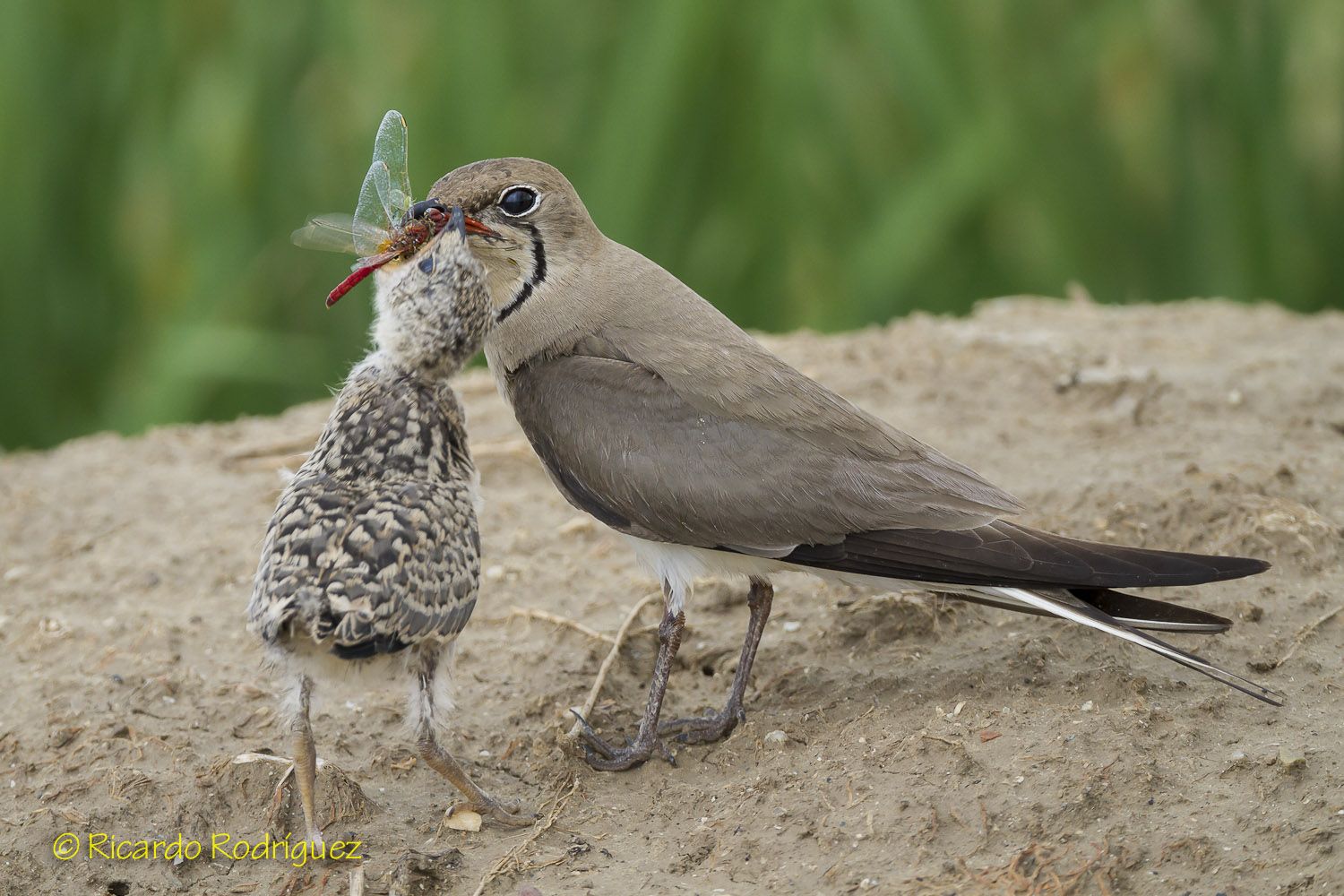 我不叫喂，我是艾利斯頓商學院的領燕鴴