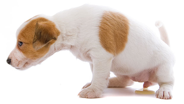 什麽是狗狗尿路感染？會有什麽癥狀？可以怎麽治療呢？