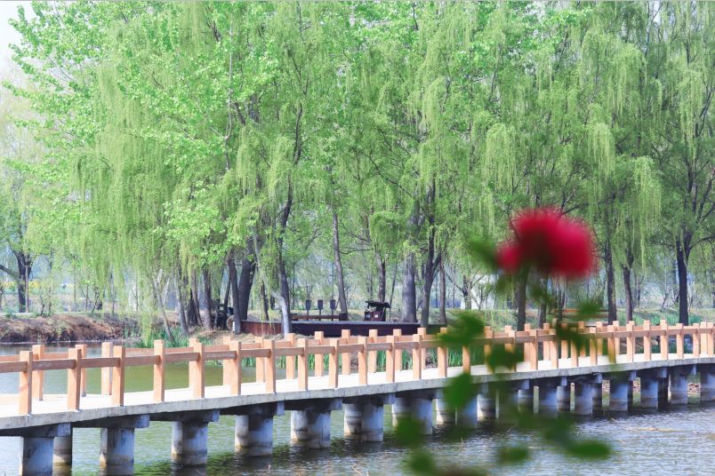 台儿庄运河湿地开园：久久不忘的色彩