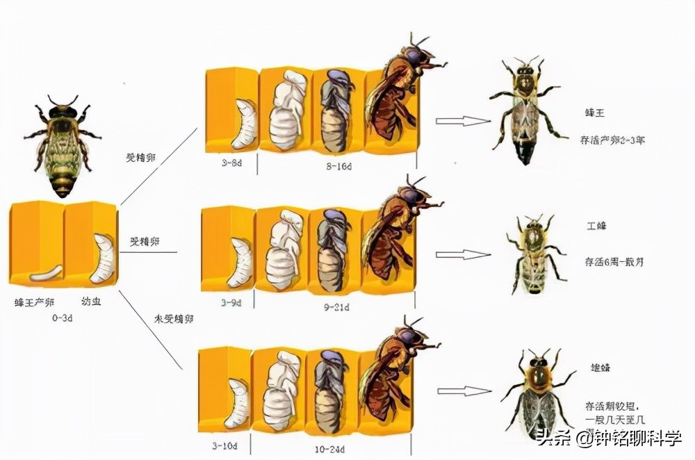 Why do polyandry bees mate while flying, and why do males die after