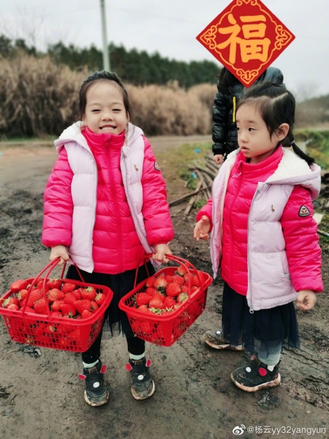 楊威老婆帶仨孩子採摘，樂樂變大力士拎兩筐草莓，高姐姐歡歡半頭