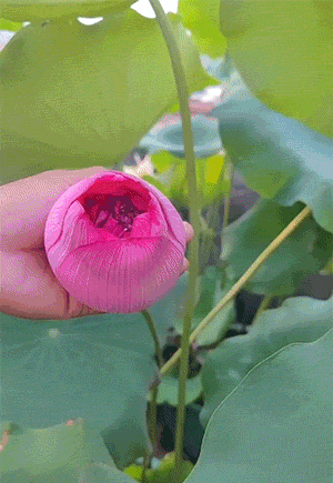 冷知识 为什么很多大学都种植了石楠花 资讯咖