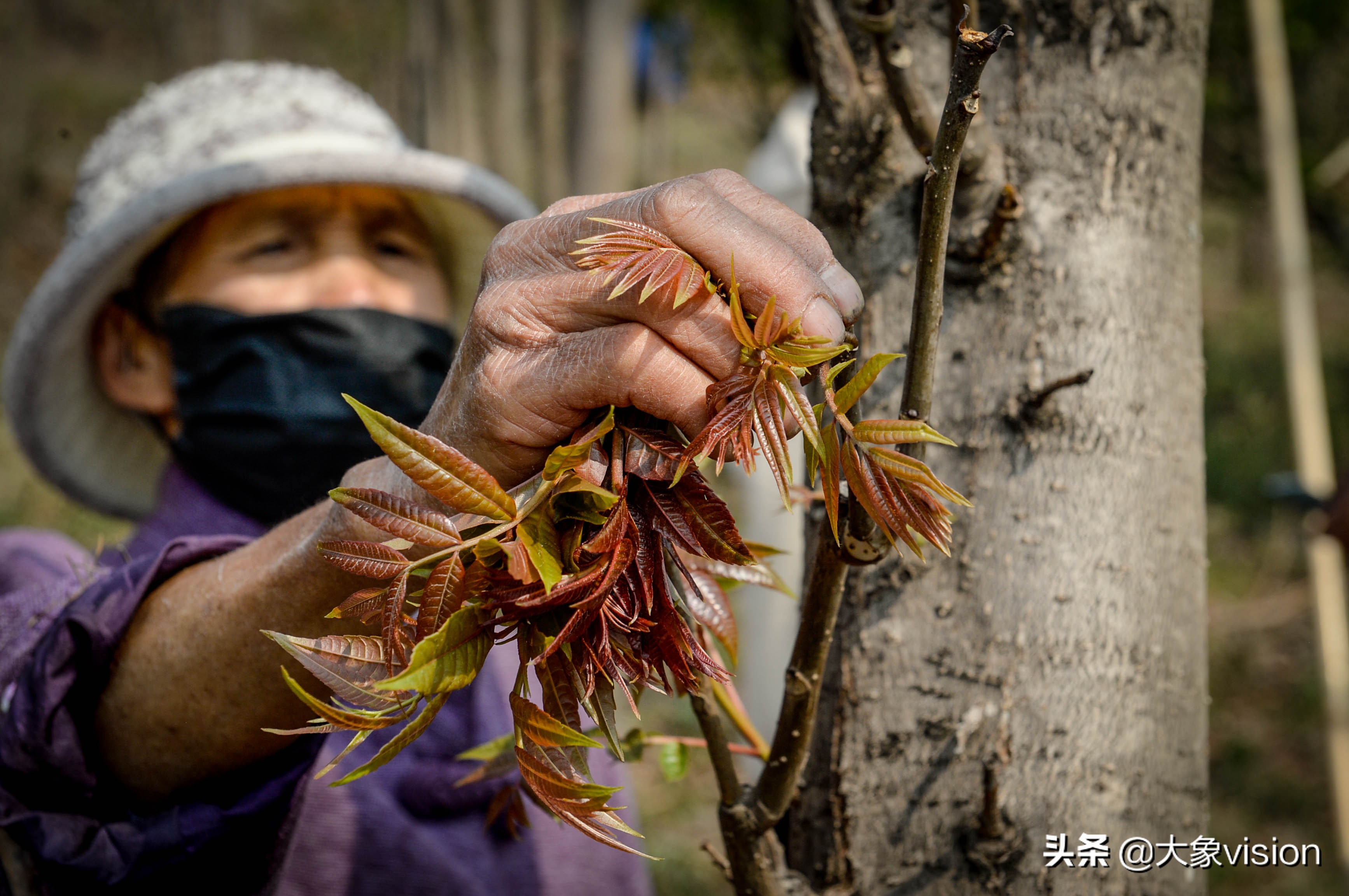 香椿什麼時候採摘 速生香椿要生長多久才能採摘 - 汽車時代網