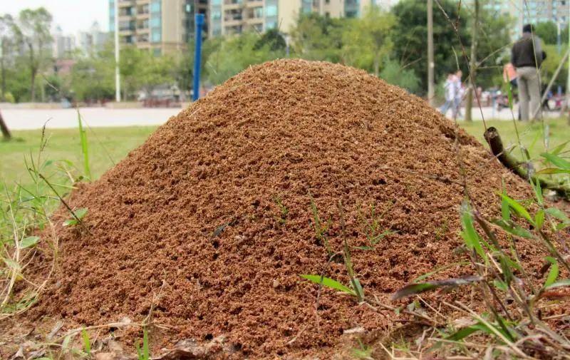 红火蚁入侵中国12个省，它是从哪儿来的？红火蚁真的势不可挡吗？