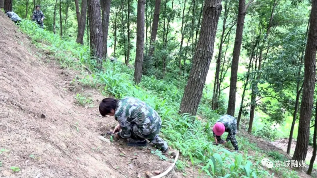 连城：仿野生灵芝喜获丰收 生态农业富民显成效
