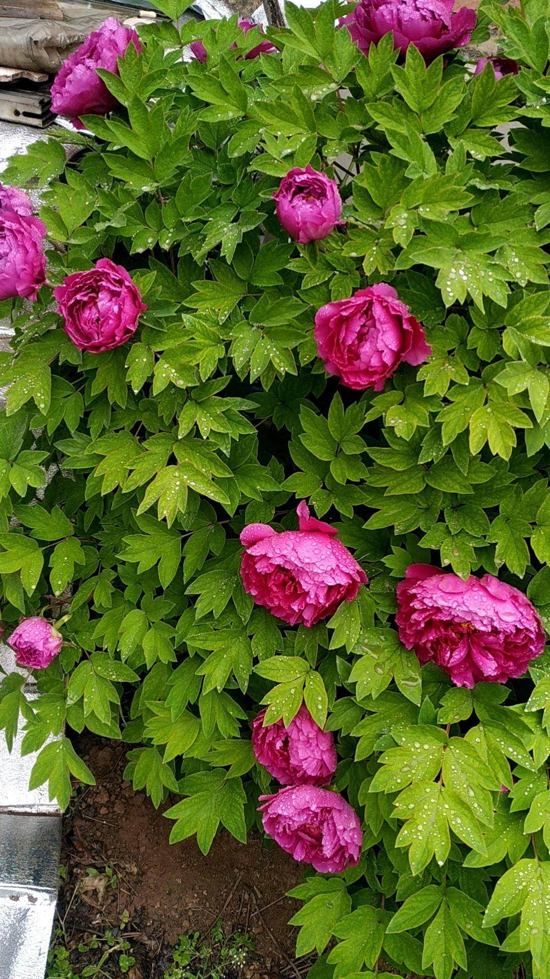 关于国花 牡丹派 和 梅花派 有话说 你觉得哪个合适 资讯咖