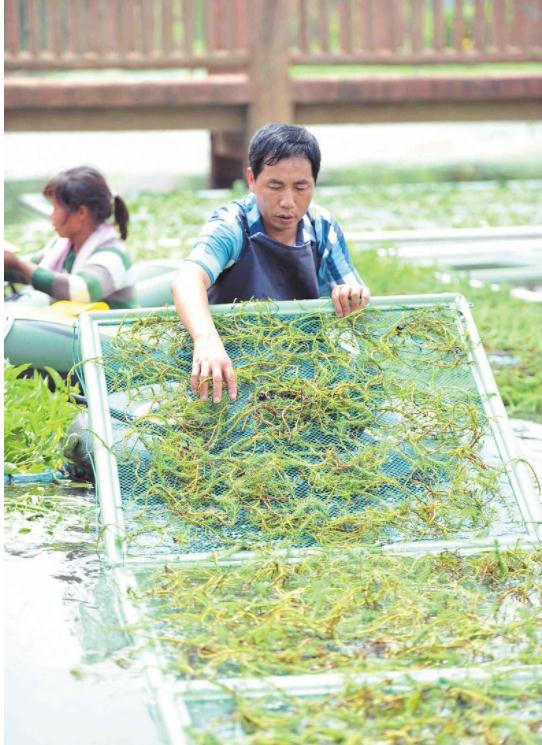 農村大叔水面種菜8年一畝賣6萬，長得快口感嫩，巧用漁網年收四茬