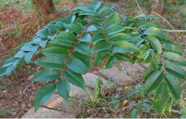 古代没有卫生纸，古人如何如厕？在这点上，有钱人和普通人都一样