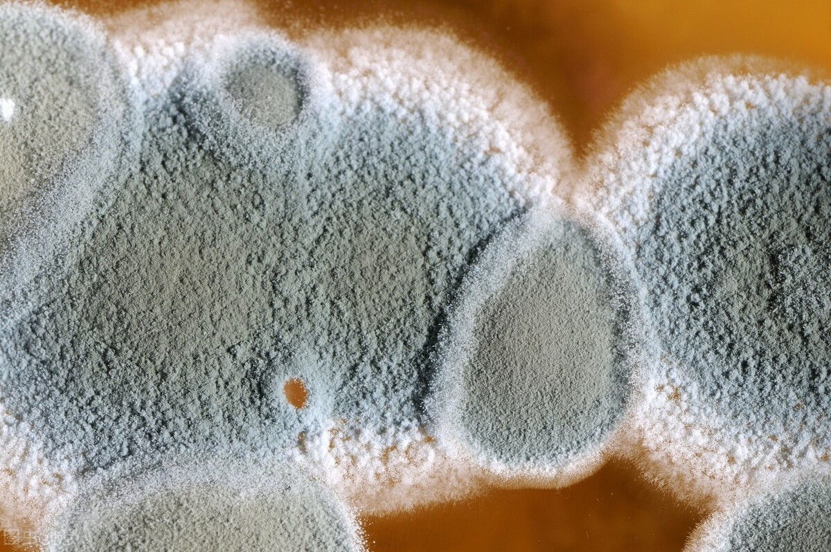 霉菌和霉菌毒素什么关系，教你辨别生物脱霉剂？