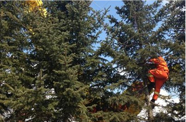 挂在树上70年未被发现，身上布满青苔终见天日，