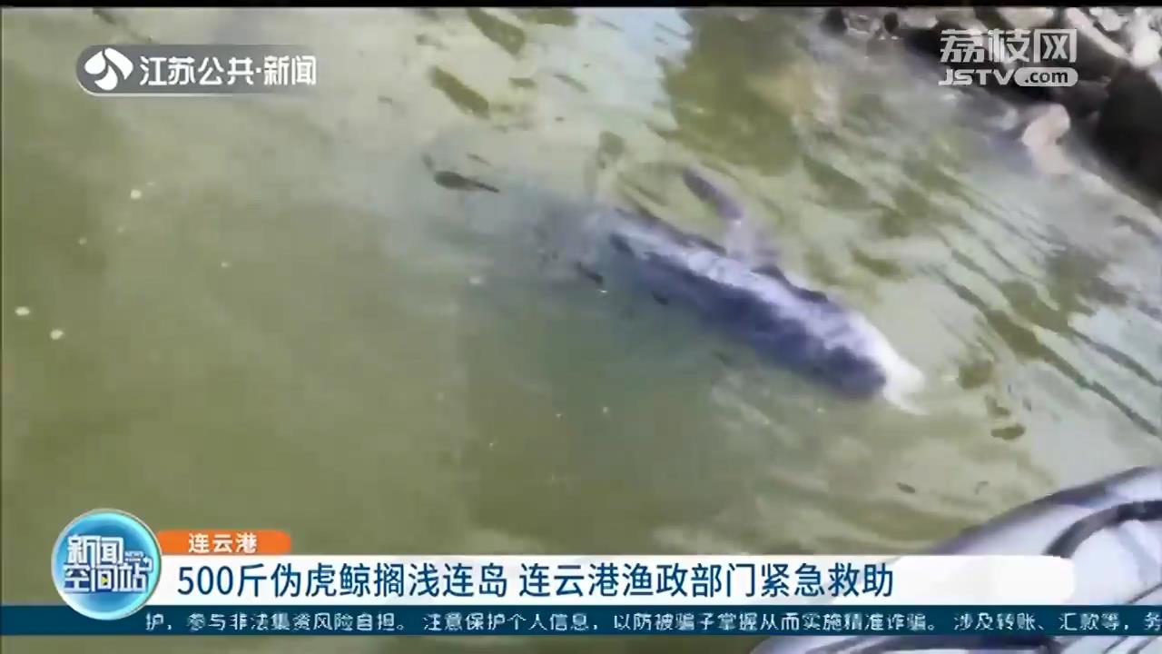 500斤伪虎鲸搁浅连岛 连云港渔政部门紧急救助