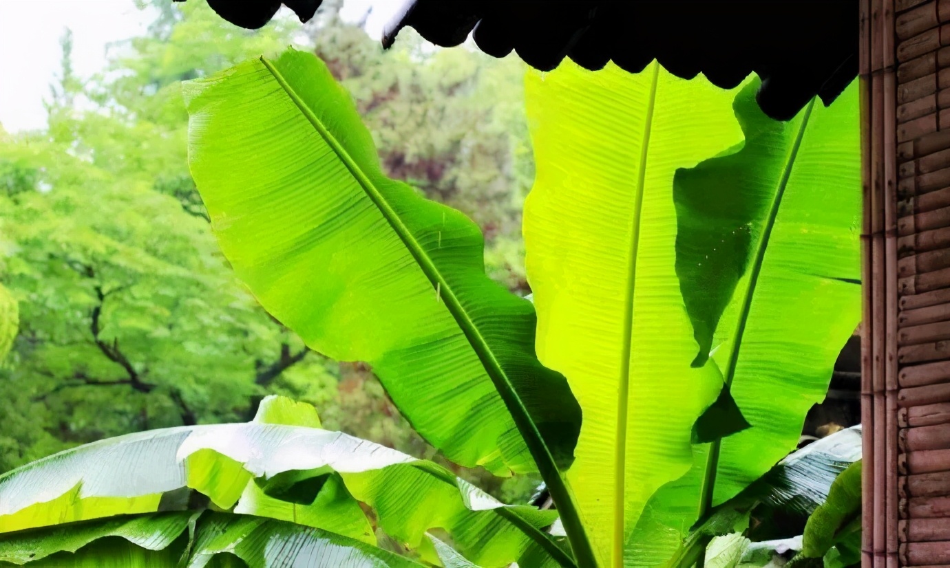香蕉、芭蕉、米蕉，你吃過哪幾種蕉？