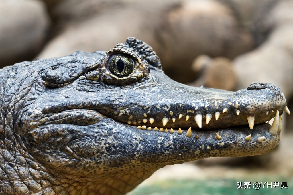 Wild crocodiles in the United States have suffered brain deaths one ...