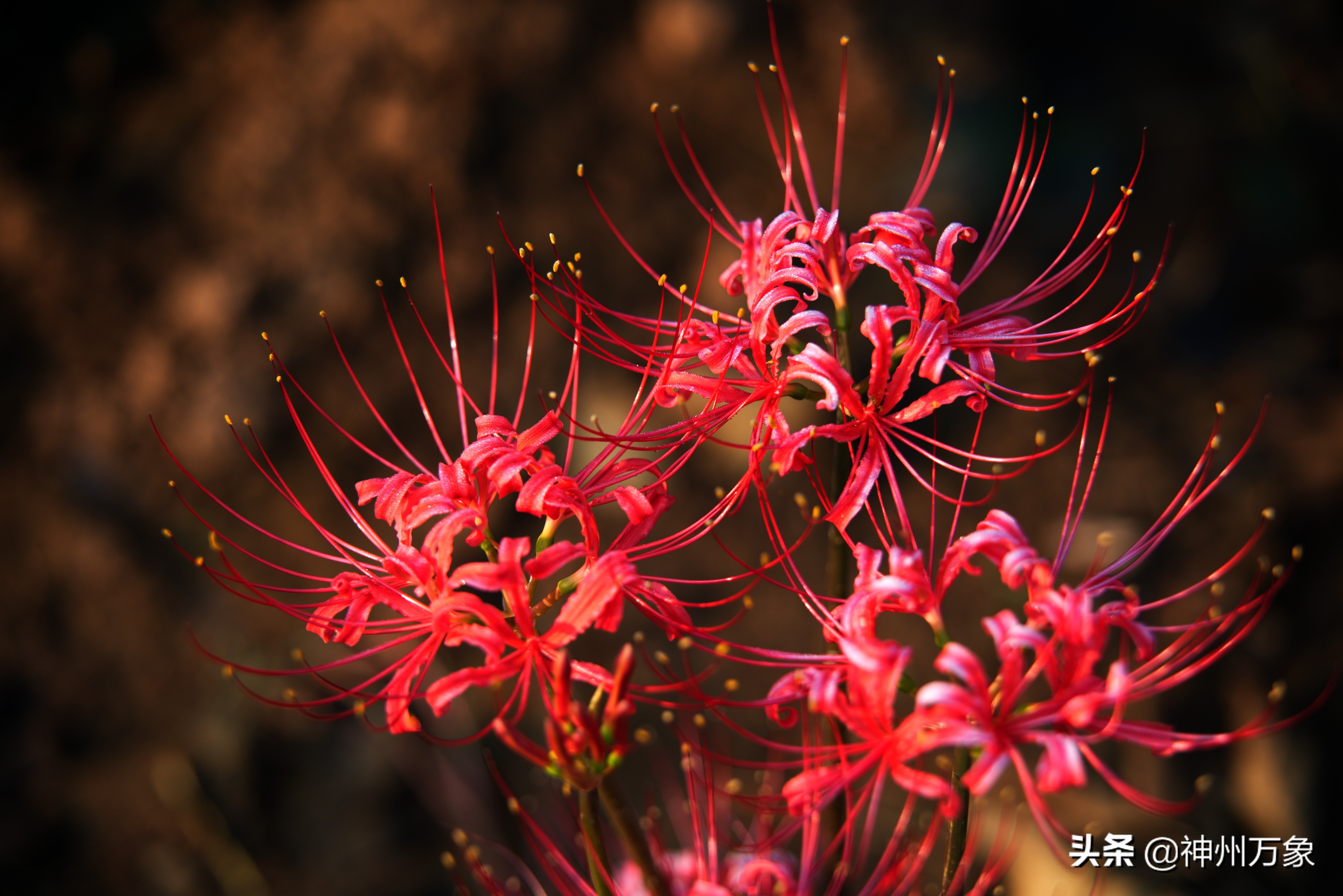 唯美摄影 彼岸花 资讯咖