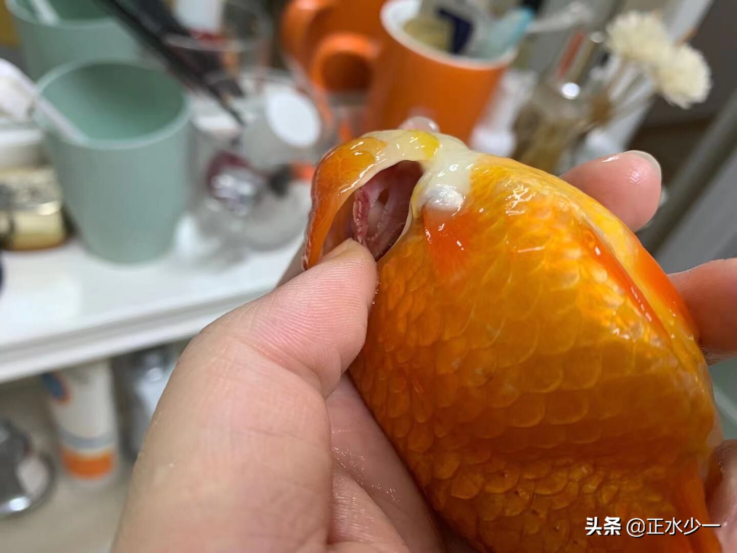 金鱼治疗鱼鳃病的方法 菌鳃虫鳃都怎么治疗 Mp头条