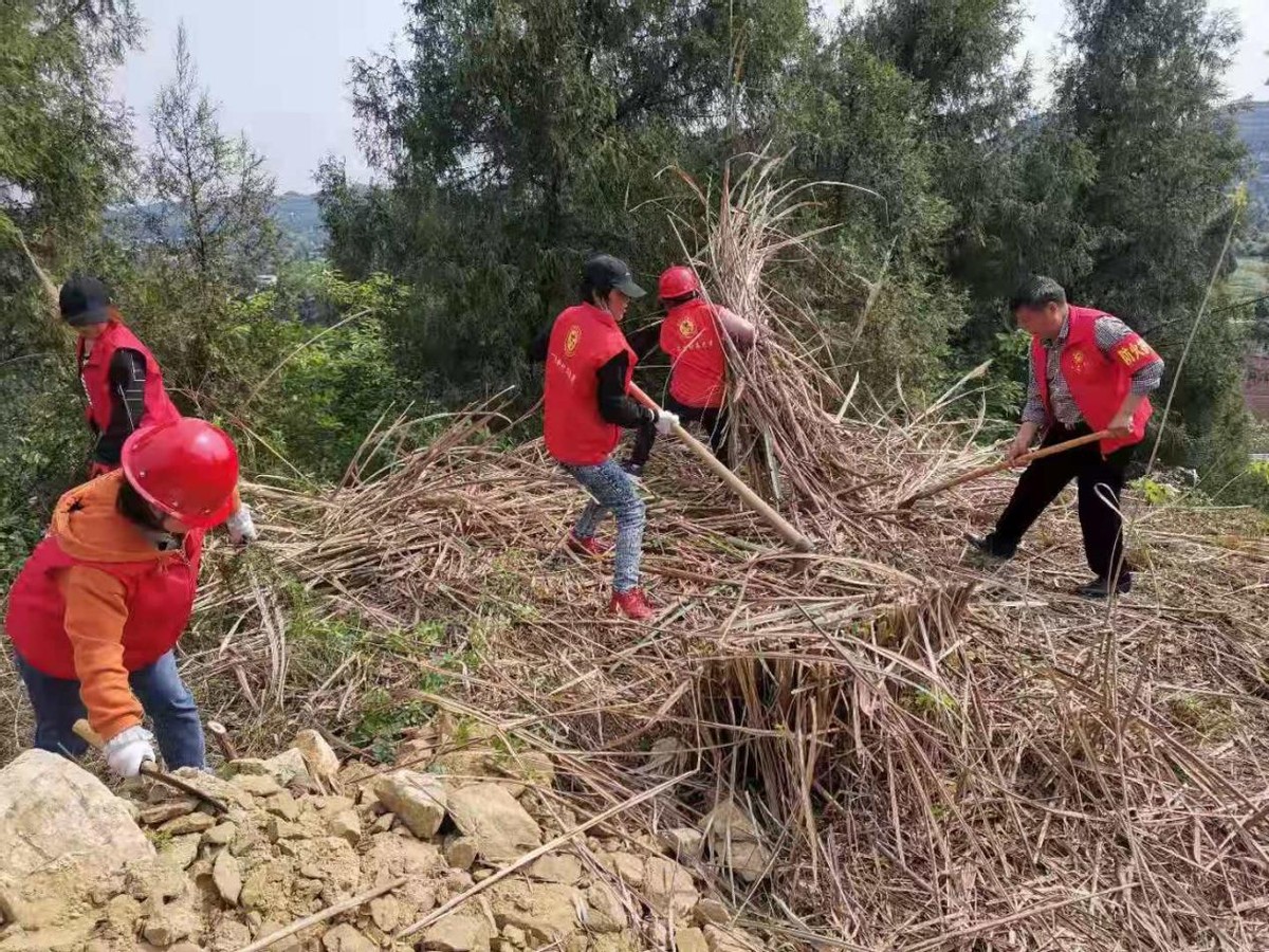 砍伐隔离带，构筑森林防火“安全墙”——记阆中市洪山镇一把伞村党支部3月主题党日活动