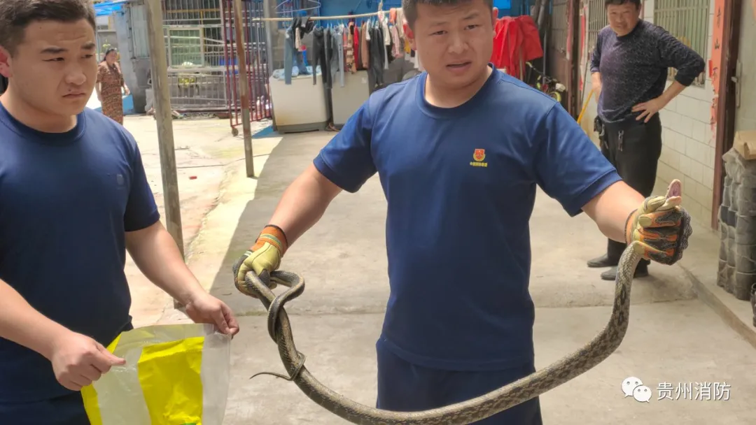 贵阳市中心,蛇出没!医院、超市都不放过