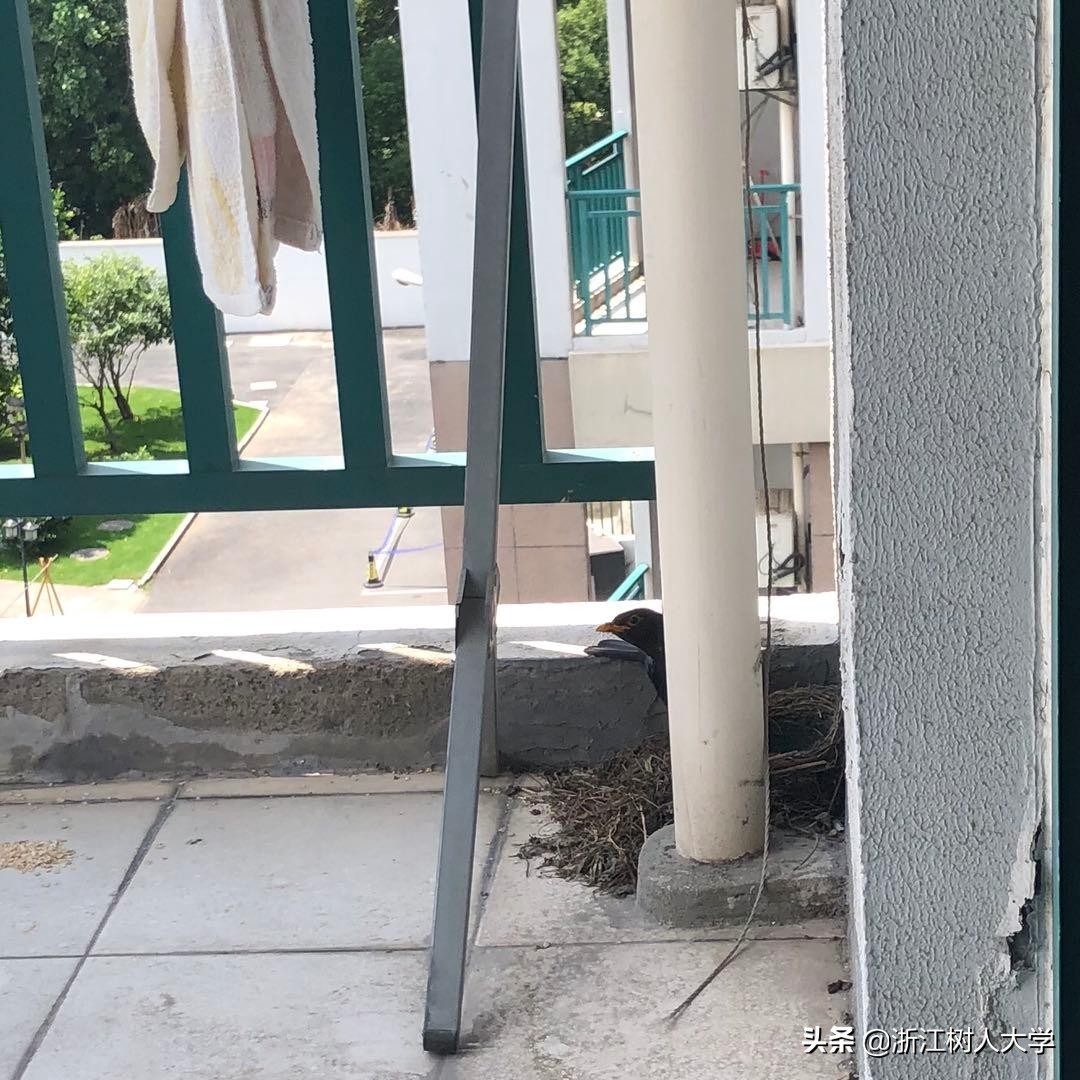 疫情归来后的小惊喜｜别人家的“新舍友”前来