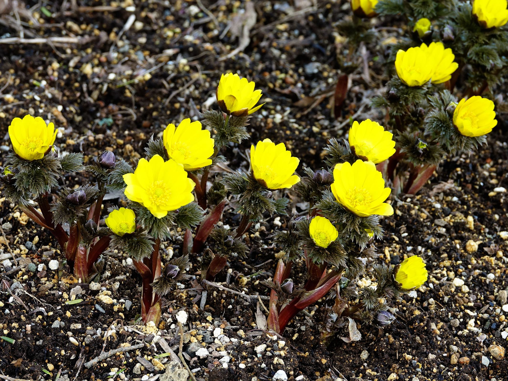 花木春秋68 侧金盏花 雪消即开的冰凌花 新春送喜的福寿草 花木春秋 Mdeditor