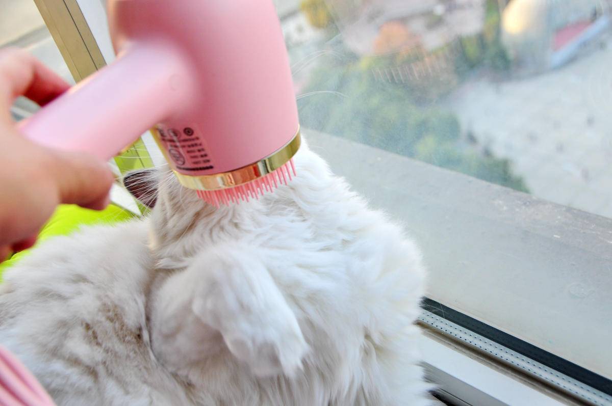 呵护宠物从吹梳开始，嗷喵喵智能宠物吹风梳体验