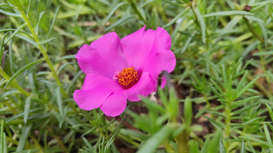 静赏夏花之美，OPPO Reno5 Pro手机随拍