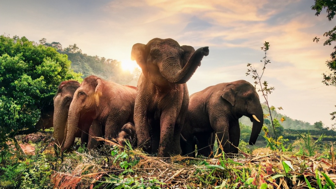 六问亚洲象北移，记者跟随大象探寻答案