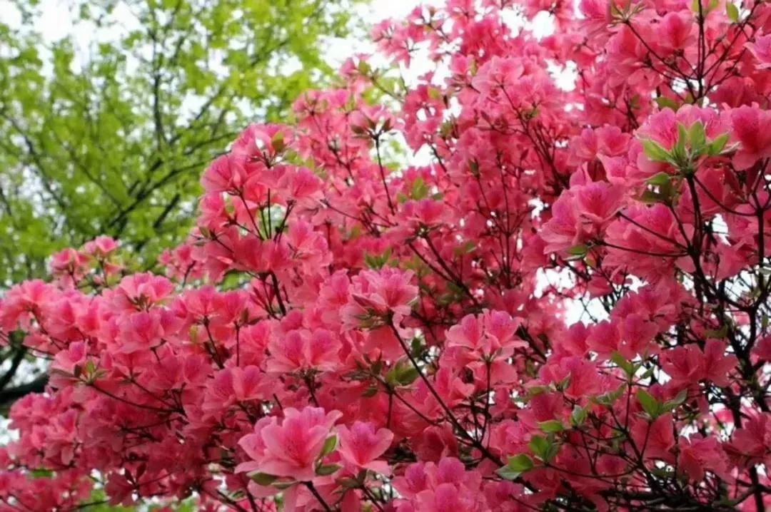 最美人間四月天，雞公山春色滿園等您來