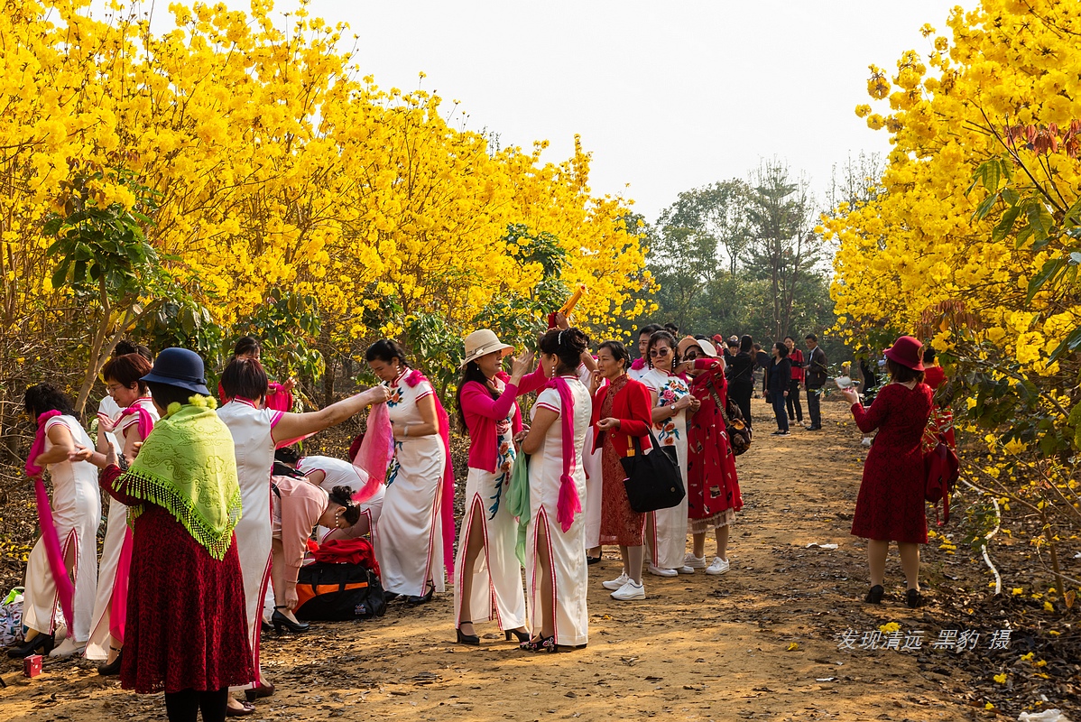 10亩风铃竟吸引数万广东大妈前去打卡，村民：都是闲得慌