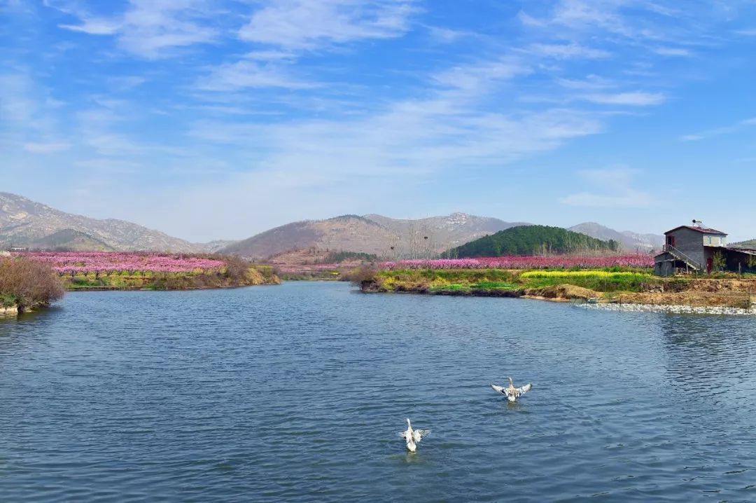 随县唐县镇华宝山村枣儿甜