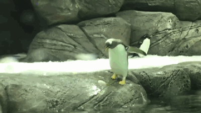 破壳啦~小企鹅的诞生视频，看过的人都想要把它带回家