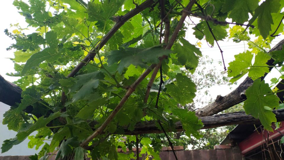 庭院栽種葡萄樹，有3點需要注意，避免對生活帶來不良影響
