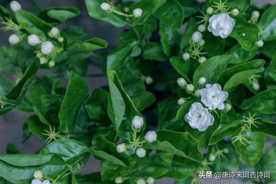 夏天的花儿-第8张图片-非凡网 夏天的花儿-第8张图片-非凡网