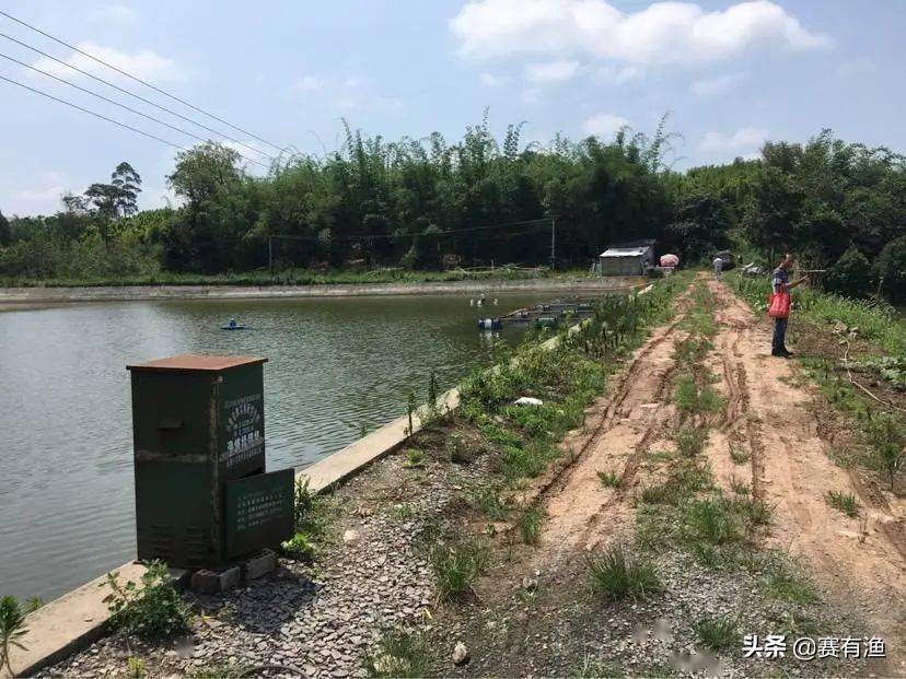 虾农关注：黄颡鱼行情利好，养殖中如何降料比、增收益
