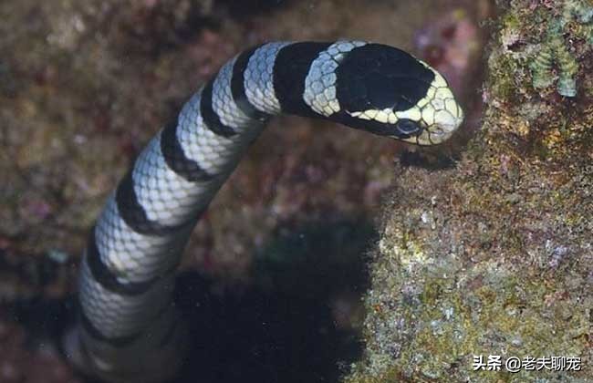 青环海蛇：比眼镜王蛇还毒20倍，营养价值却极高，真的敢吃吗？