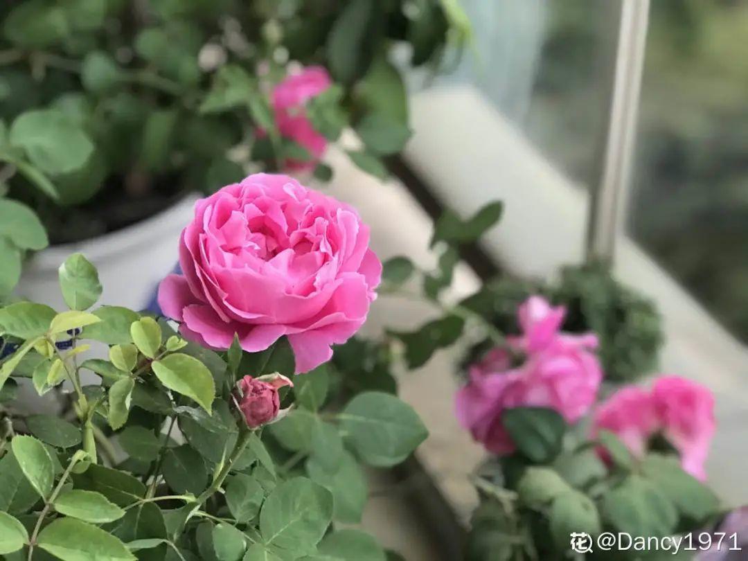 10種“臟臟”花，愛干凈的人別養，會招蟲子