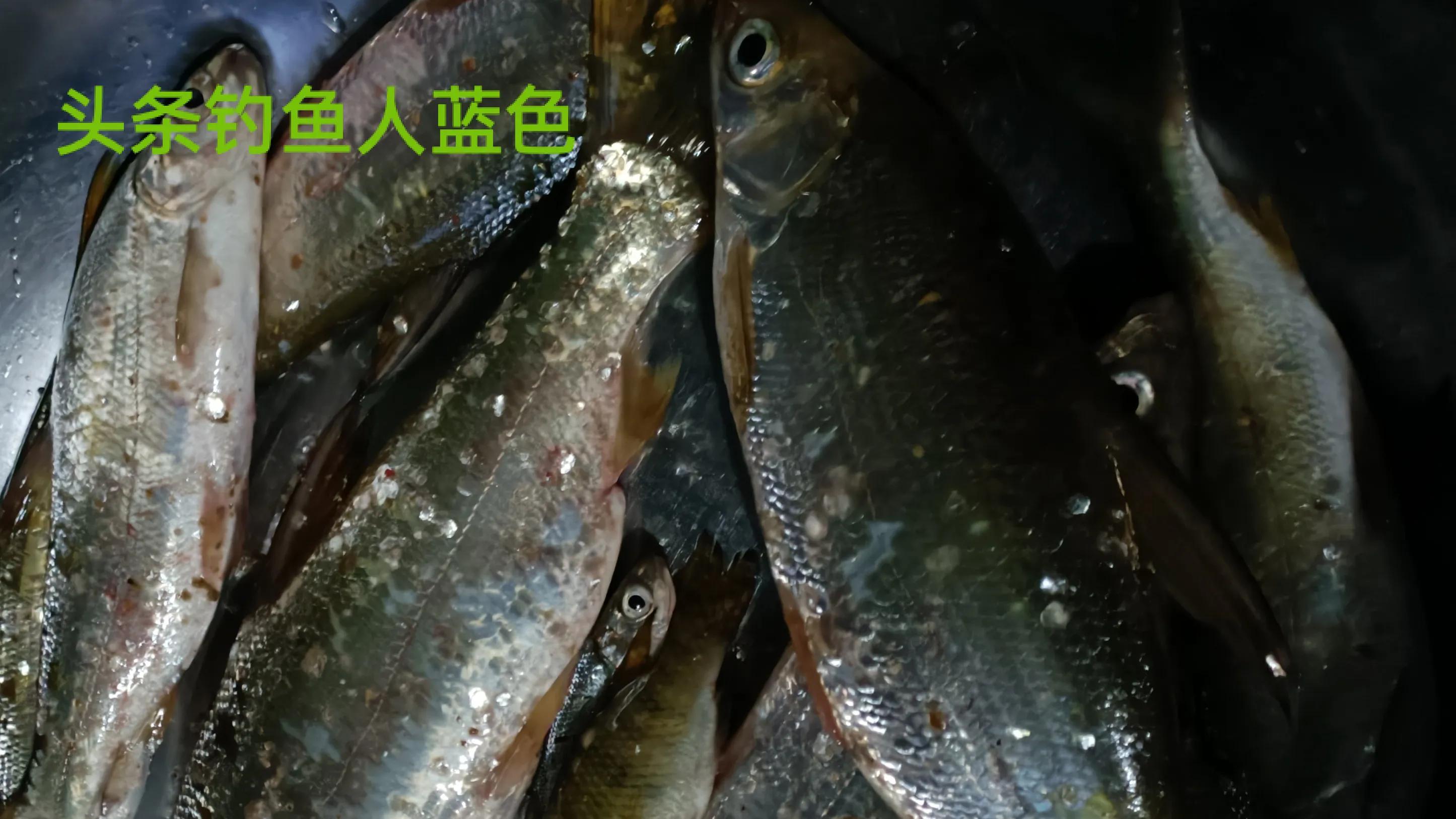 Yellow end Gu and experience of actual combat of green end Gu are shared 4, should change to be adjusted in time according to piscine affection when go angling