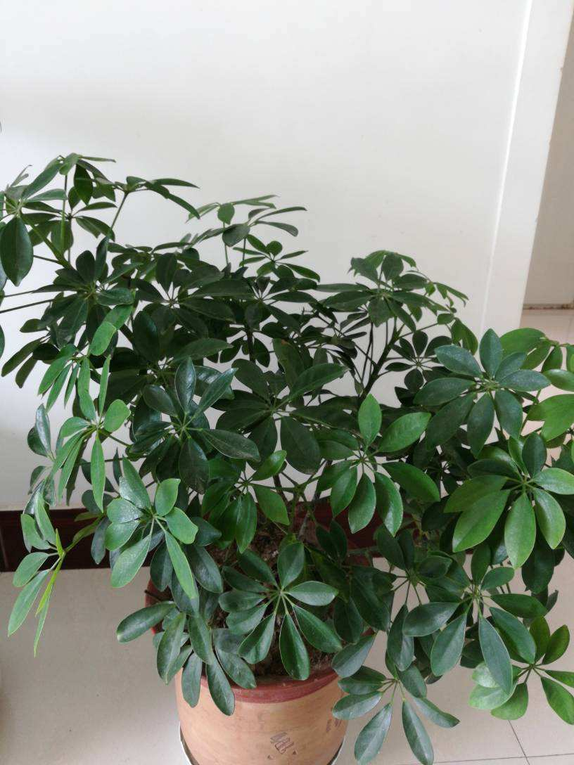 被動吸入“二手煙”真煩人，趕緊養盆“吸煙花”，凈化空氣效果好