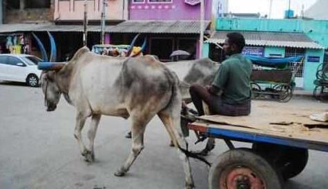 印度人不吃牛肉，那印度的牛都去哪了呢？