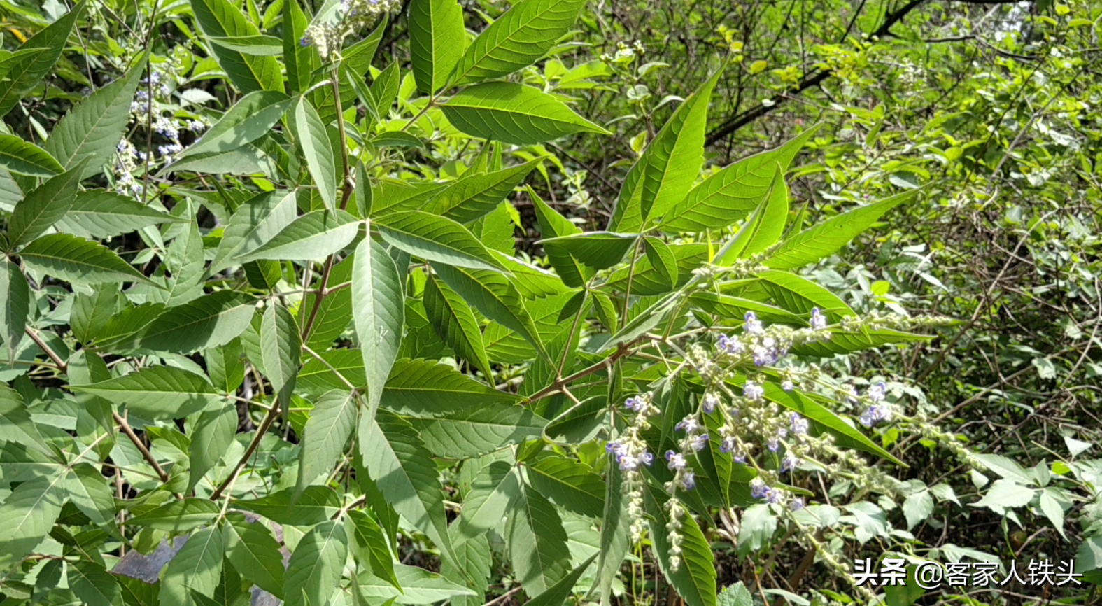 端午节粽子，客家人最爱这一个老传统味，一次煮2锅，连吃5个不腻