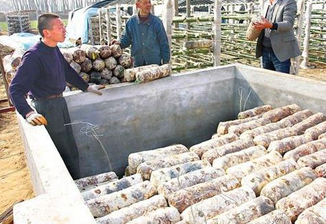 小万黄：农村小伙讲述随州冬花菇种植过程