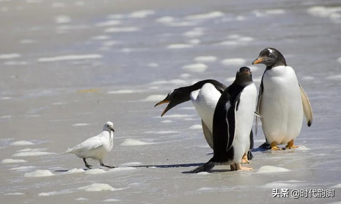 Go to work in antarctic: Of penguin, whale and expeditionary team member daily