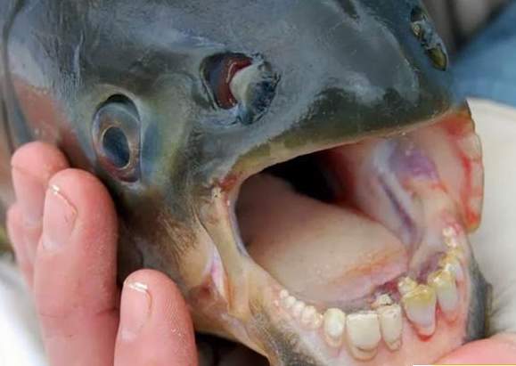 问世间谁的牙齿最牛逼？盘点动物界的那些奇异的牙齿