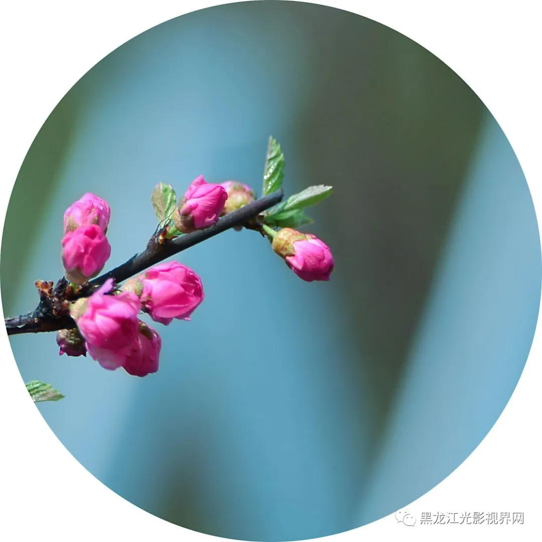 五月的鲜花再次“绽放”,你来了吗?