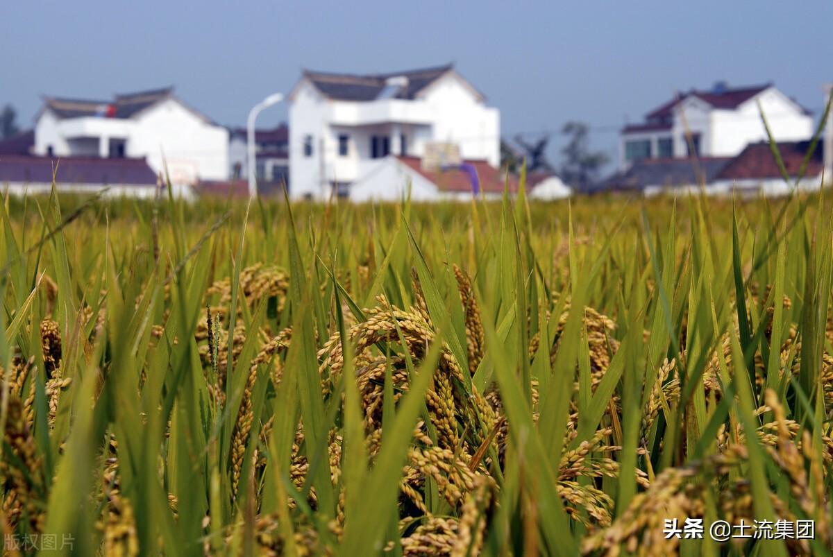 2021年水稻种植补贴最新政策：每亩补贴多少钱？