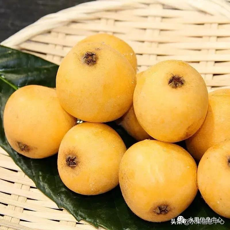中國(guó)到底哪里的枇杷最好吃?